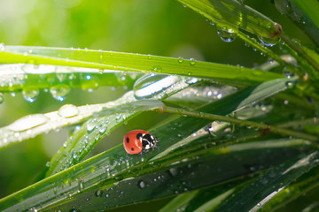 Ladybug on grass in summer in the field close-up