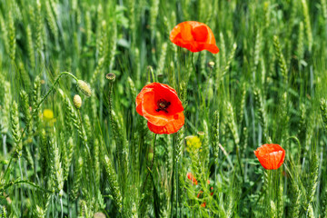 bright day red poppies close-up / wild flowers early summer