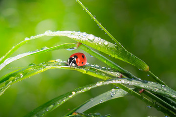 Ladybug on grass with dew drops in summer in a field on nature