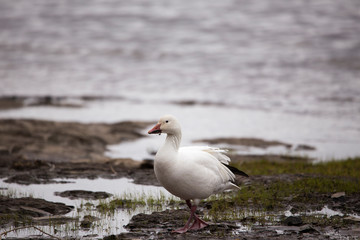 Wet white-morph snow goose with roots hanging from its beak walking on the St. Lawrence River north shore during the spring migration, Quebec City, Quebec, Canada