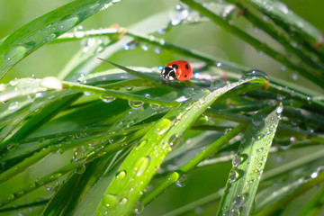 Ladybug on grass in summer in the field close-up