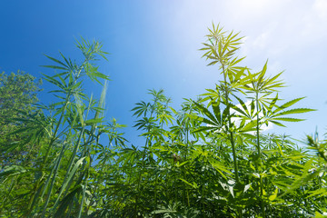 cannabis stretches into the sky / cannabis growing in the open air