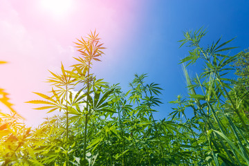 cannabis stretches into the sky / cannabis growing in the open air