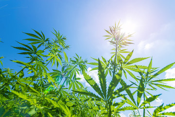 cannabis stretches into the sky / cannabis growing in the open air