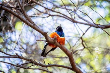 Majestic Little Bird