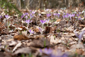 Blumen im Frühling