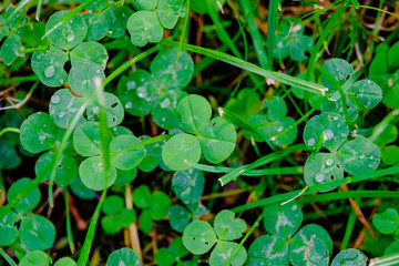 Trifolium pratense, shamrocks or clover in the lawn