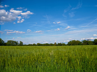 Feld mit Gerste in der Nähe von Frankfurt 