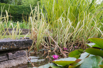 green grass in the garden