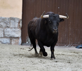 toro español
