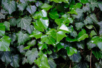 green, climbing ivy in close-up