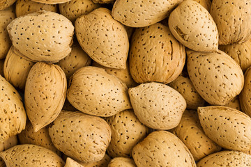 Hazelnut macro background