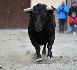 toro español en plaza de toros