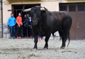 toro español en plaza de toros