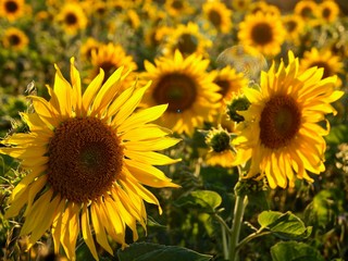 Obraz premium Blooming sunflowers in a sunflower field
