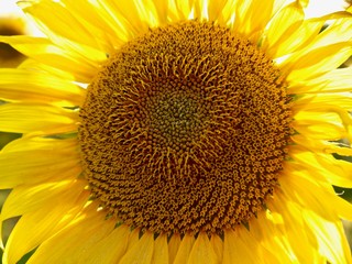 Naklejka premium Beutiful closeup of a big blooming sunflower