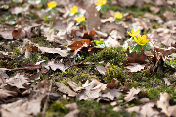 Blumen im Frühling