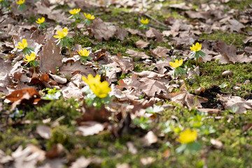 Blumen im Frühling