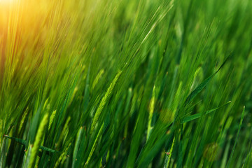 Green wheat field with sun light. Farming concept. Agriculture