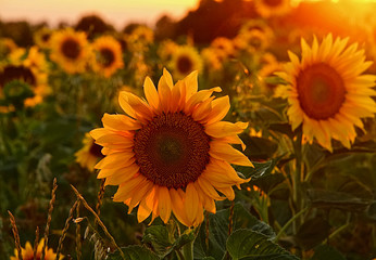 Beautiful blooming sunflower field during sunset