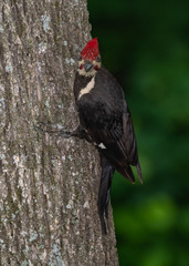 Pileated woodpecker (Dryocopus pileatus)