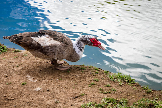 Pato bebendo agua em lago