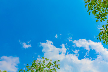Blue sky and wood background image