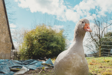 Gans vor Wolken © Markus Supenkämper