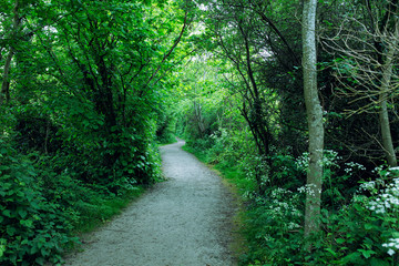 Obraz premium footpath in the Spring forest park,Northern Ireland