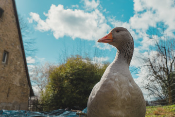 Gans vor Wolken