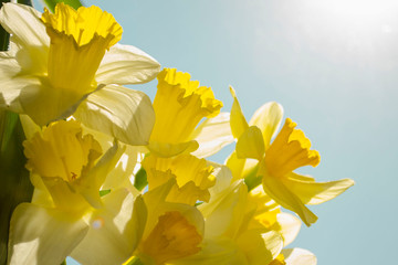 Bright and colorful flowers of daffodils on the background of the spring sun