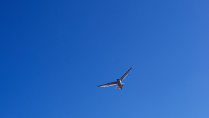 Fototapeta na wymiar Seagull soaring with a bright blue sky