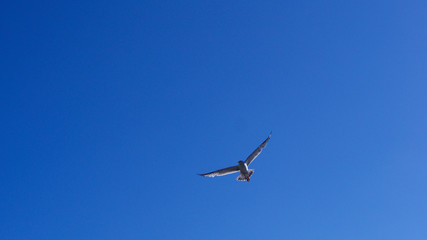 Seagull soaring with a bright blue sky