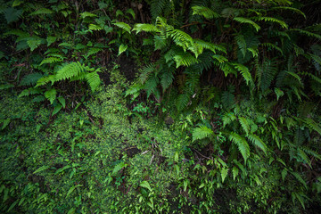 fern and moss scenery on forest soil