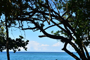 Trees on Beach