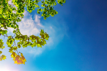 An image of a wood background reflected in backlight