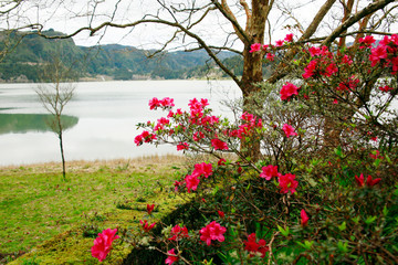 Azaleen am Furnas-See