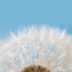 macro shot of white dandelion on blue pastel background. Square with copy space