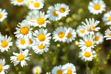Fototapeta premium Glade of daisies on the field on a summer day.