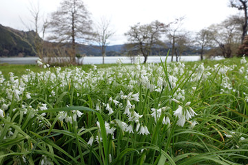 Glöckchen-Lauch (Allium triquetrum) am Furnas-See