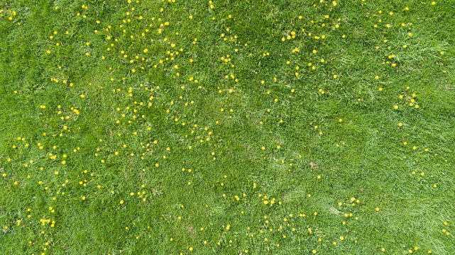 Aerial view of a summer field with yellow flowers