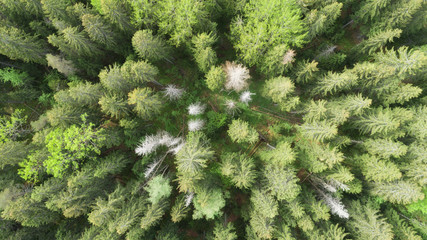 Aerial top view of summer green fir trees in forest.