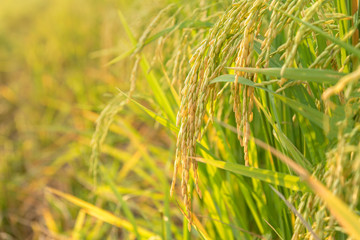 Ear of rice in paddy rice field. Selective focus.