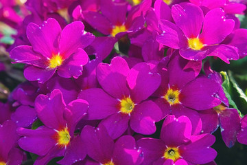 Beautiful spring purple flowers. Beautiful background of flowers. Flower garden