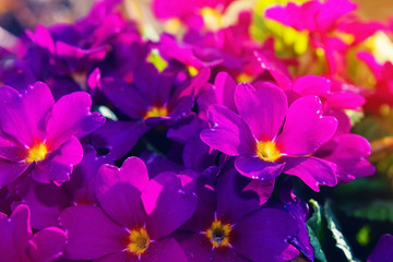 Fototapeta na wymiar Beautiful pink flowers in the garden. Flower petals. Beautiful spring flowers
