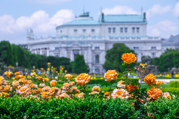 Lush blooming orange roses in rose garden. Volksgarten(people's park) in Vienna, Austria.