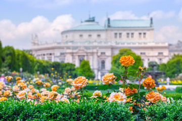 Fototapeta na wymiar Lush blooming orange roses in rose garden. Volksgarten(people's park) in Vienna, Austria.