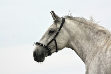 Head of a light grey spanish horse in cavesson against grey natural sky.