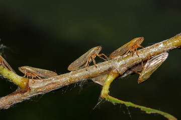 sputaccina (Aphrophora alni)