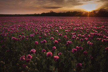 Field of lilac Poppy Flowers on sunset in early Summer